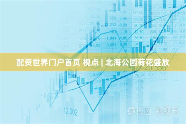 配资世界门户首页 视点 | 北海公园荷花盛放